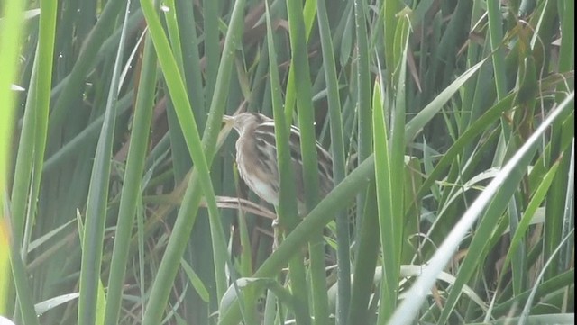 Stripe-backed Bittern - ML201704451