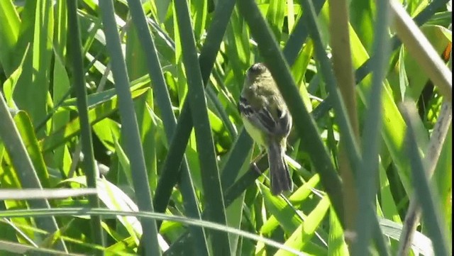 Crested Doradito - ML201704461