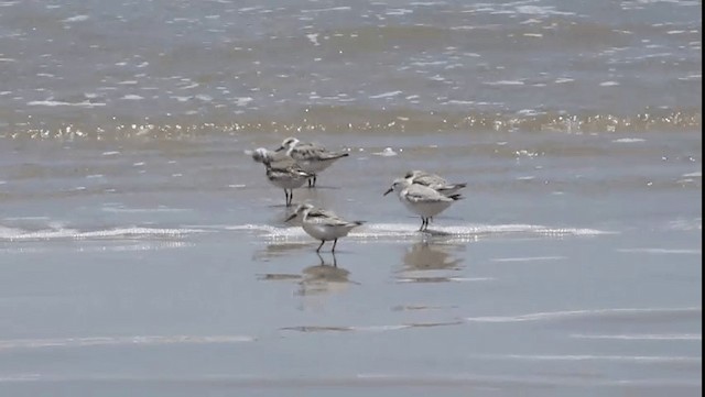Sanderling - ML201704471