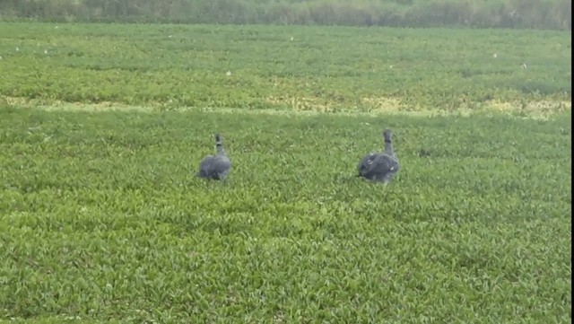 Southern Screamer - ML201704481