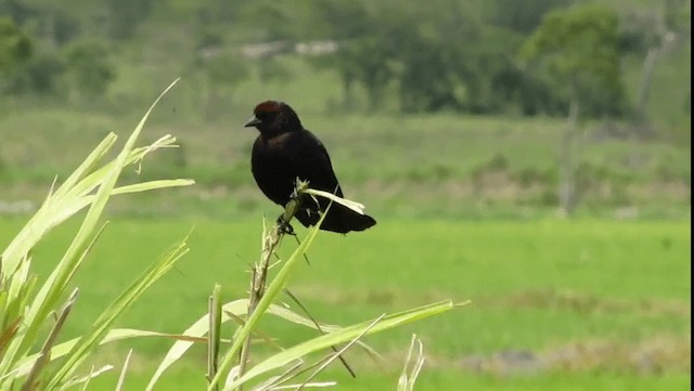 Chestnut-capped Blackbird - ML201704491