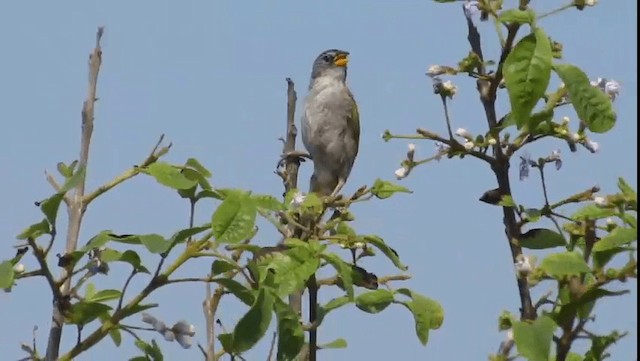 Lesser Grass-Finch - ML201704501