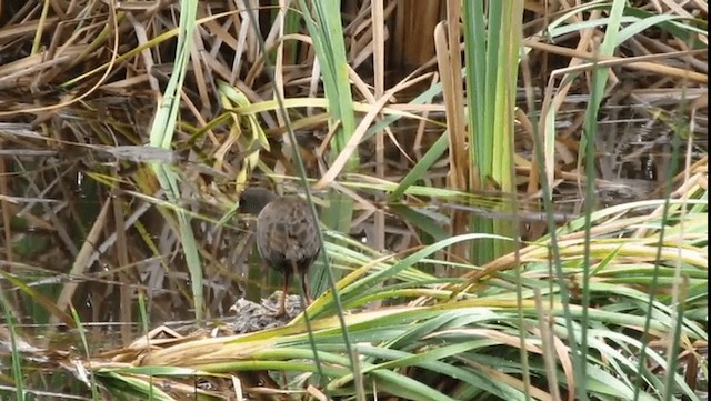 Plumbeous Rail - ML201704511