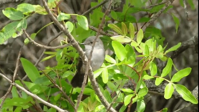 Sooty Tyrannulet - ML201704521