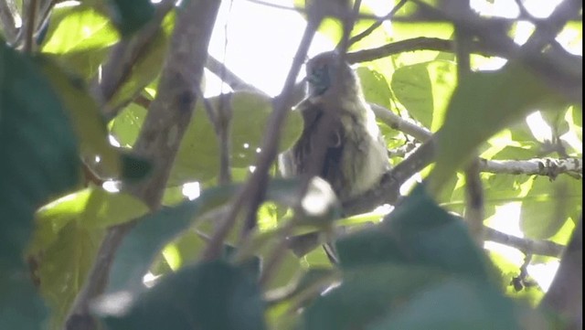 Mottled Piculet - ML201704531