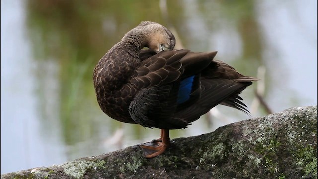 Canard noir - ML201704541