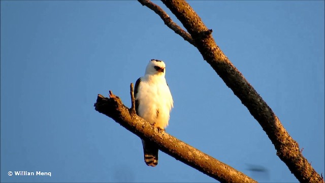 Black-and-white Hawk-Eagle - ML201704551