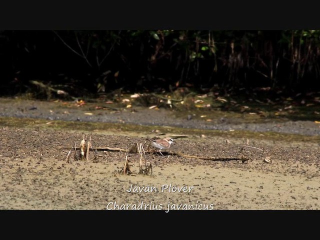 Javan Plover - ML201704661