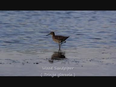 Wood Sandpiper - ML201704691