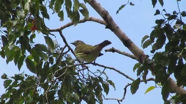 Sharpbill - ML201704741