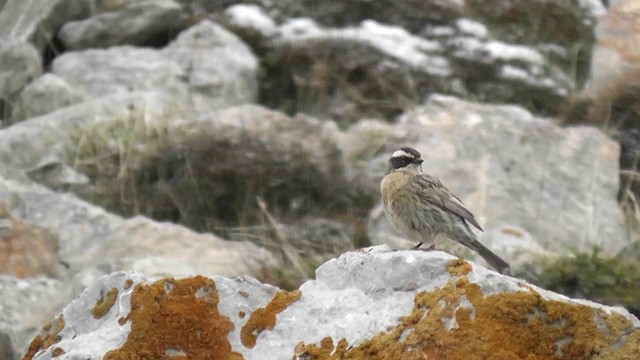 pěvuška skalní (ssp. ocularis) - ML201704761