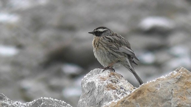 pěvuška skalní (ssp. ocularis) - ML201704771