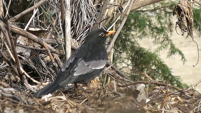 Merle à ailes grises - ML201704781