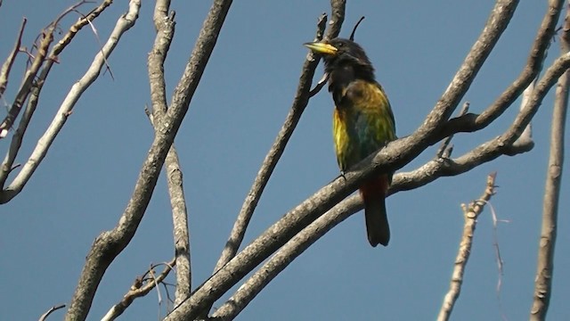 Büyük Barbet - ML201704791