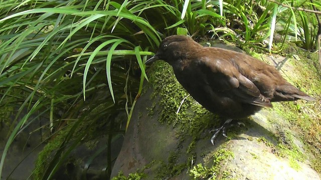 Brown Dipper - ML201704811