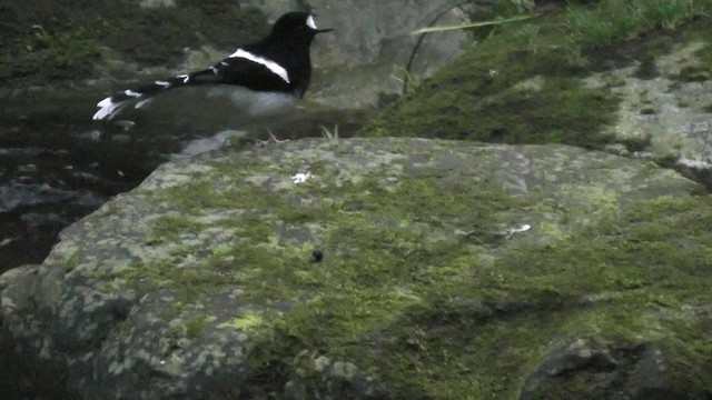 White-crowned Forktail - ML201704821