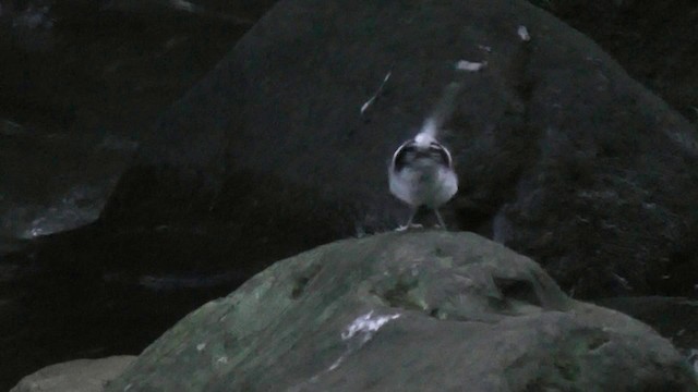 Slaty-backed Forktail - ML201704831