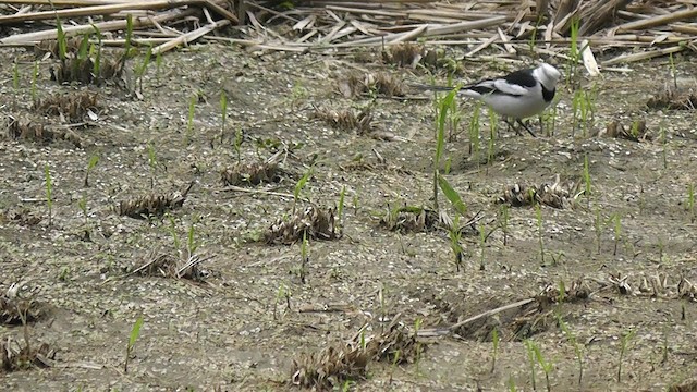 White Wagtail - ML201704841