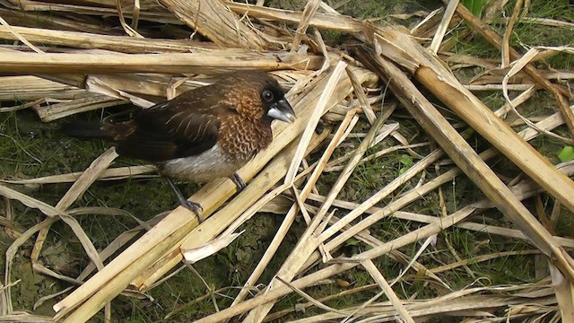 White-rumped Munia - ML201704861