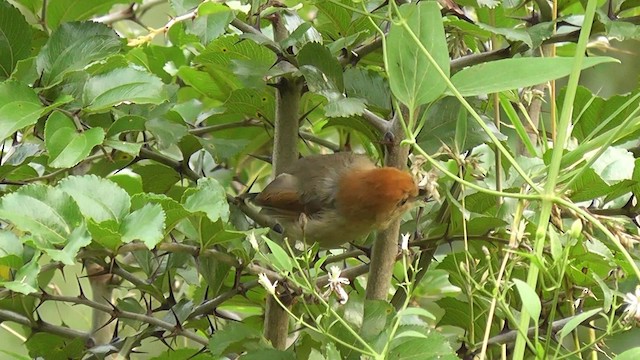 Vinous-throated Parrotbill - ML201704871