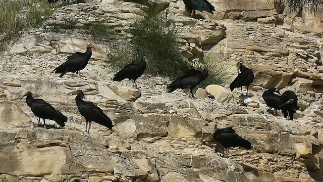 ibis skalní - ML201704881