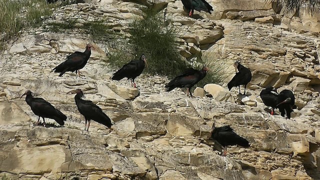 Northern Bald Ibis - ML201704881