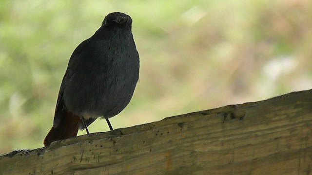 Plumbeous Redstart - ML201704891