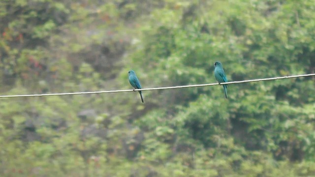 Verditer Flycatcher - ML201704901