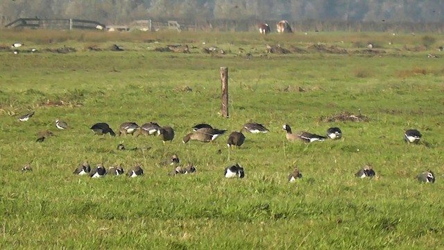 Lesser White-fronted Goose - ML201704931