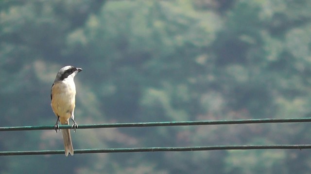 Long-tailed Shrike - ML201704941