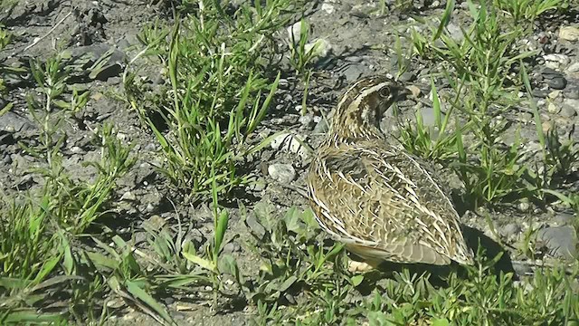 Common Quail - ML201704951