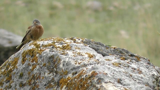 Gray-necked Bunting - ML201704961