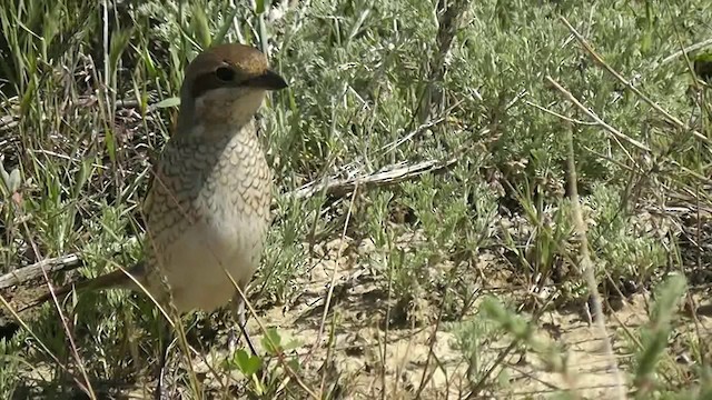 Red-backed Shrike - ML201704971