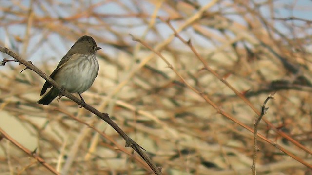 Spotted Flycatcher - ML201704981
