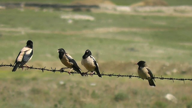 Rosy Starling - ML201704991