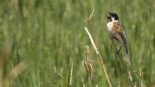 Reed Bunting - ML201705001