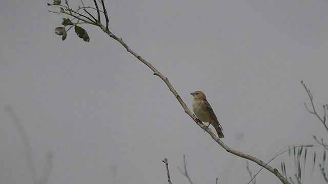 Pale Rockfinch - ML201705011