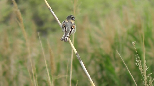 Gorrión del Mar Muerto (moabiticus) - ML201705021