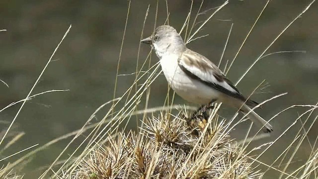 White-winged Snowfinch - ML201705031