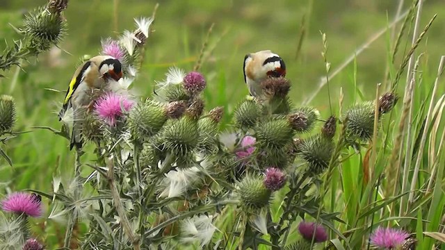 European Goldfinch - ML201705041