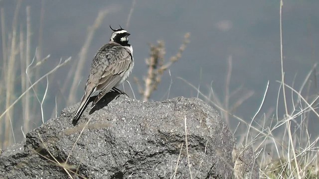 Horned Lark - ML201705051
