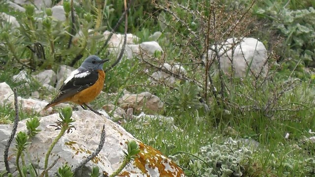 Rufous-tailed Rock-Thrush - ML201705061