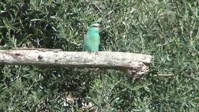 European Roller - ML201705141