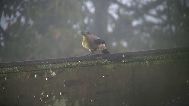 Bornean Treepie - ML201705161
