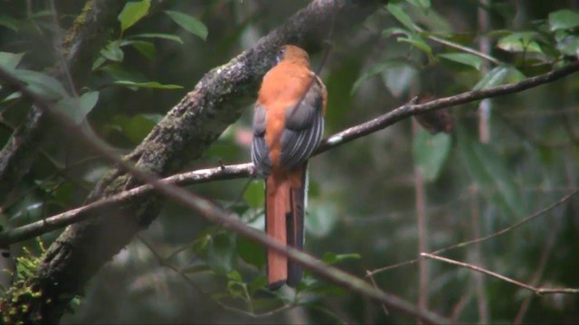 trogon šedoprsý - ML201705171