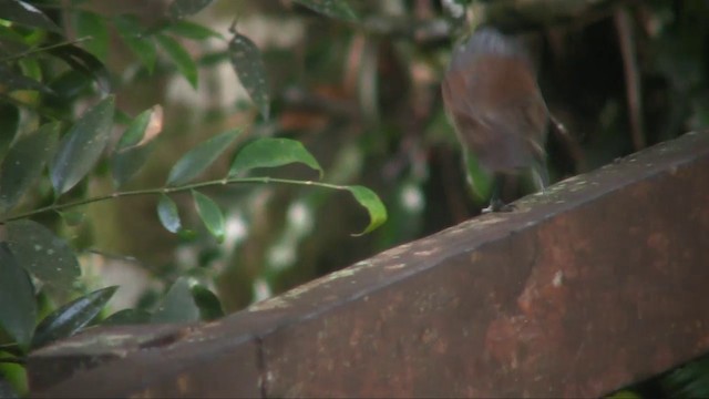 Sunda Laughingthrush - ML201705181