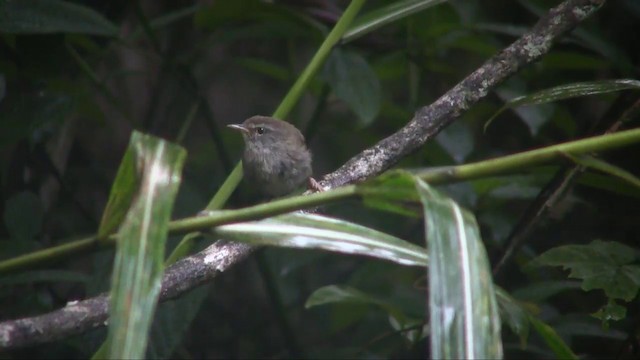 Aberrant Bush Warbler (Sunda) - ML201705231