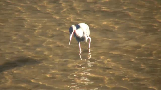 Little Blue Heron - ML201705241