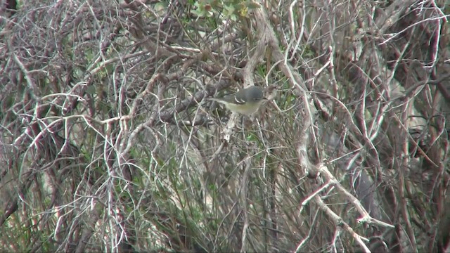 Cassin's Vireo (Cassin's) - ML201705261