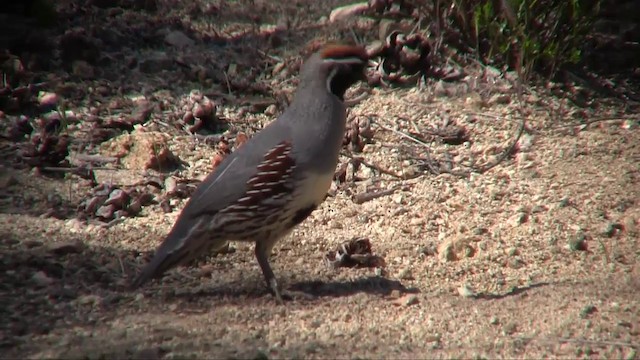 Gambel's Quail - ML201705271